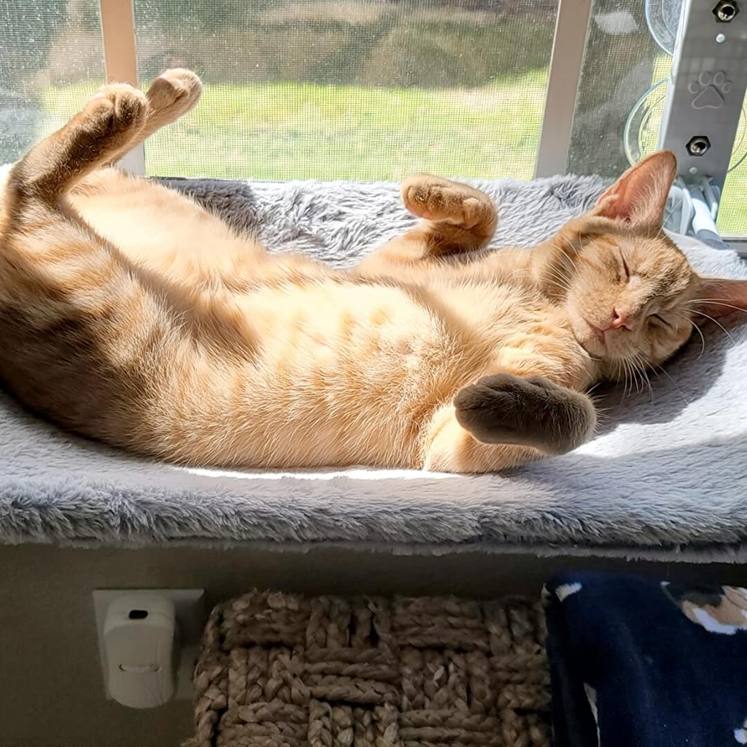NunaPets® Foldable Cat Hammock