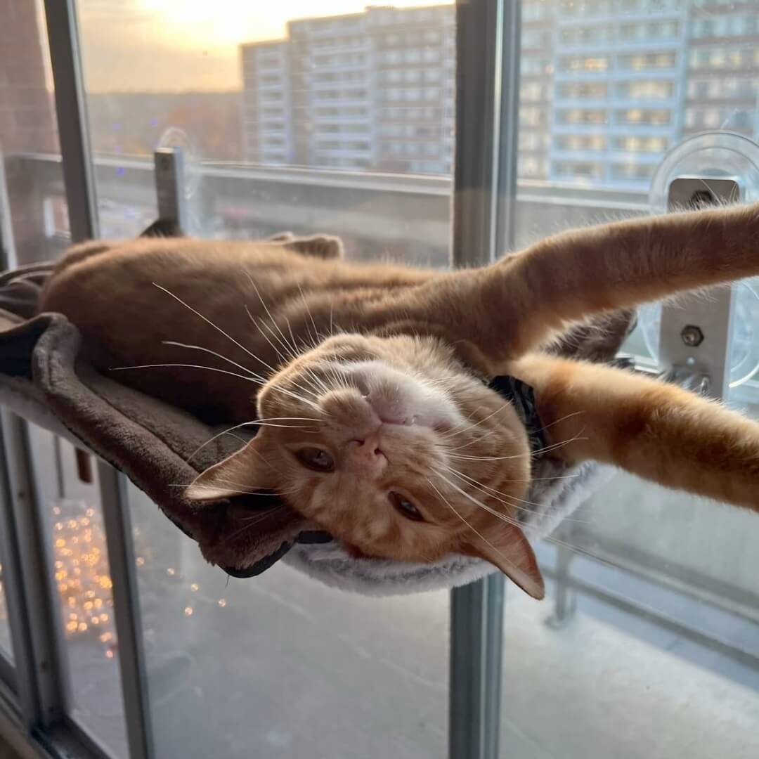 NunaPets® Foldable Cat Hammock