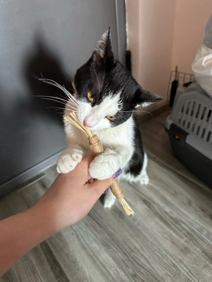 files/silvervine_stick_cat_review.jpg