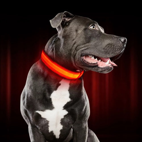 Nuna LED Dog Collar™ - USB Rechargeable